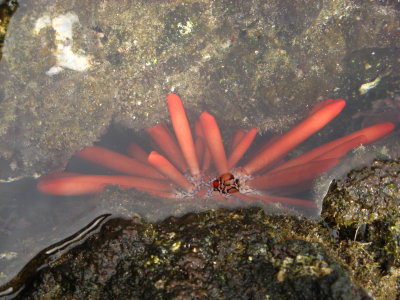 WHAT is this? Renee says pencil urchin. Thx!