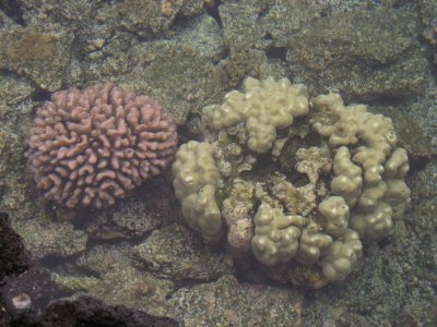 Some kind of brain coral(s?)