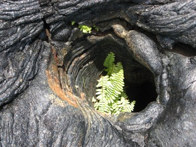 Another tree mold