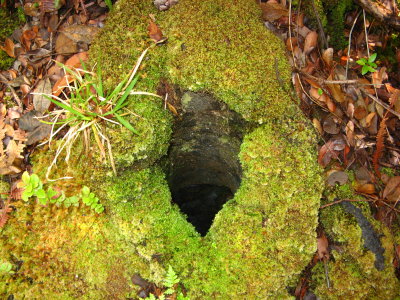 Lava tree many decades later