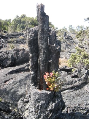 Lava tree still with tree! 1974 flow