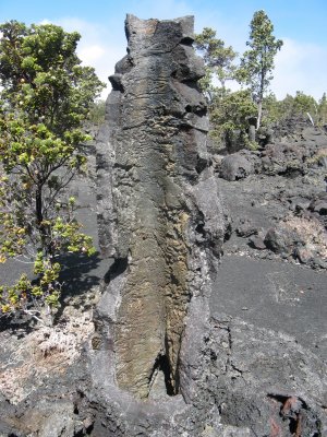 Can see the bark imprint