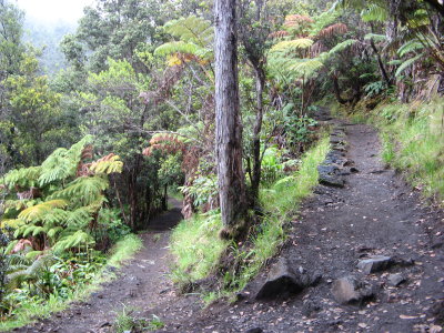 Rainforest switchback