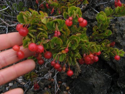 'Ohelo, a vaccinium, like huckleberry
