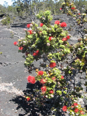 O'hia tree, early colonizer