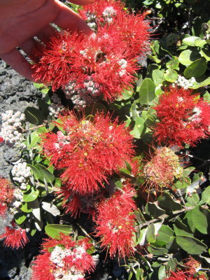 O'hia flowers; dominant native tree
