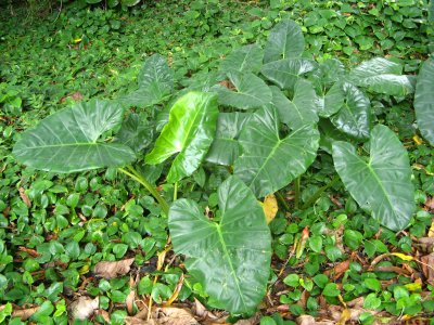 Pothos-related giant coastal plants