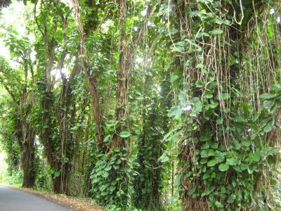 Pothos-related, coastal forest