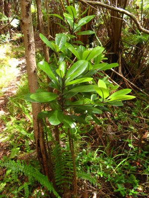Wonderful dense rich rainforests