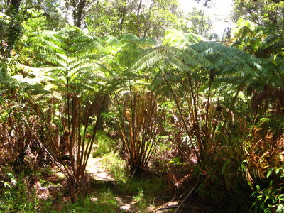 Giant tree ferns, native; beautiful