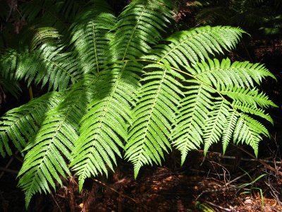 Tree fern frond, 1.5m in length