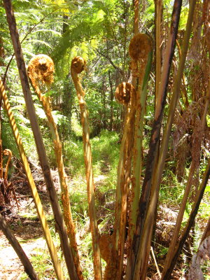 Tree fern fiddleheads, 1.5m tall or so