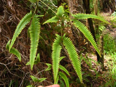 Buckhorn fern, native, much smaller