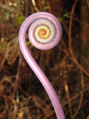 Rhizome-like buckhorn fern fiddlehead