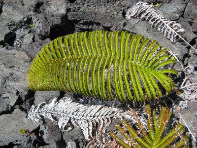 Am'u fern, early colonizer of cooling lava