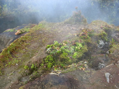 Steam vent with common offerings to Pele