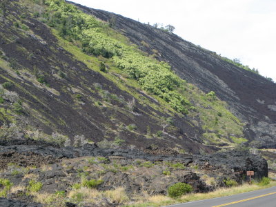 These tree islands provide seeds to colonize lava