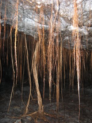 Roots reaching down into old lava tubes