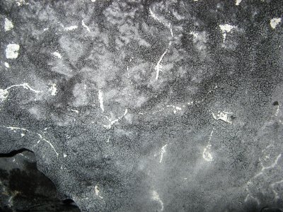Slime molds