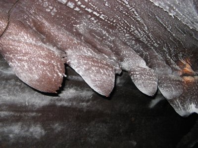 Eddy chain within lava flow