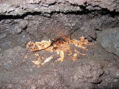 Mongoose got in, not out. (Bird-killing alien)