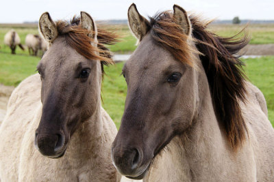 konik horses 1
