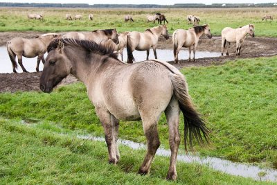 konik horses 7