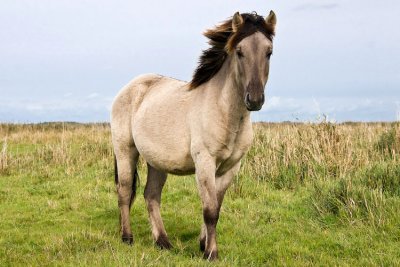 konik horse 1