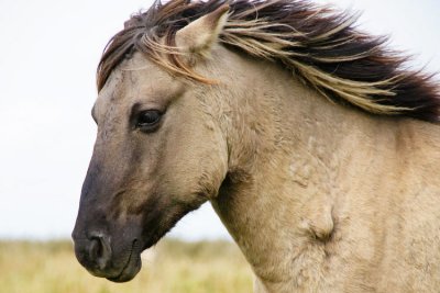 konik horse 2