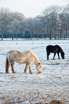 20101128_Haren-18.jpg