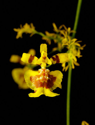 Oncidium equitans