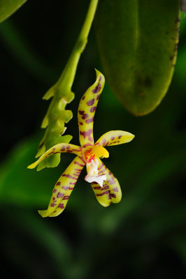 Phalaenopsis lamelligera