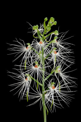 Habenaria medusa