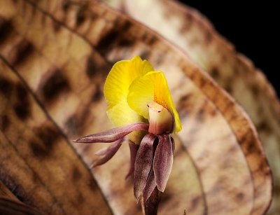 Nephelaphyllum pulchrum