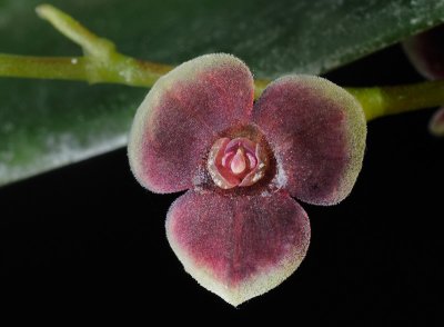 Stelis argentata