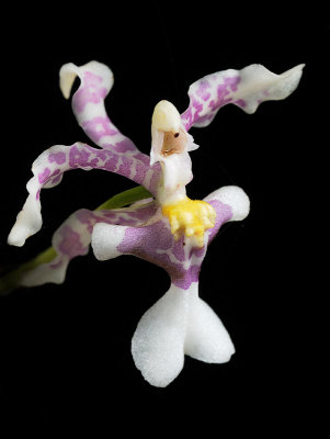 Oncidium incurvum