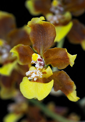 Oncidium lancifolium