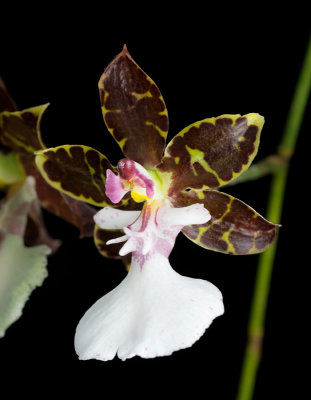 Oncidium maculatum