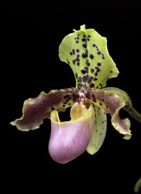 Paphiopedilum henryanum