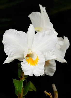 Dendrobium Judith Hayakawa