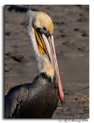 Confused Pelican