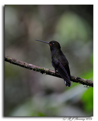 To Be Identified Hummingbird