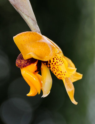 Stanhopea connata