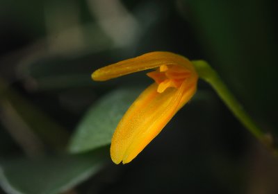 Pleurothallis corniculata