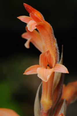 Stenorrhynchos speciosum