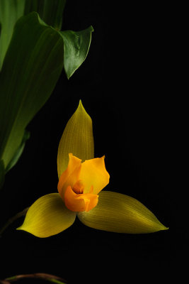 Lycaste aff aromatica