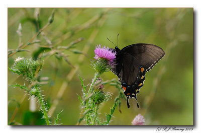 Butterfly on Skyline Drive 2