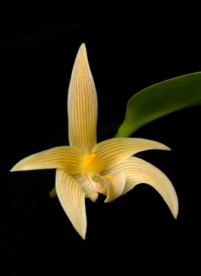 Bulbophyllum lobii