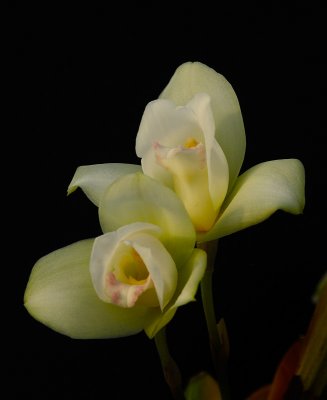 Lycaste Brooklyn