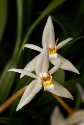 Coelogyne flaccida